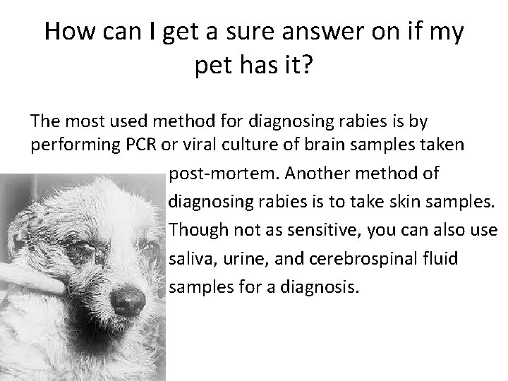 How can I get a sure answer on if my pet has it? The