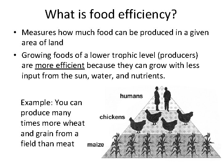 What is food efficiency? • Measures how much food can be produced in a