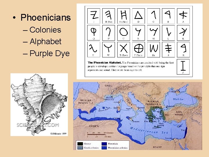  • Phoenicians – Colonies – Alphabet – Purple Dye 
