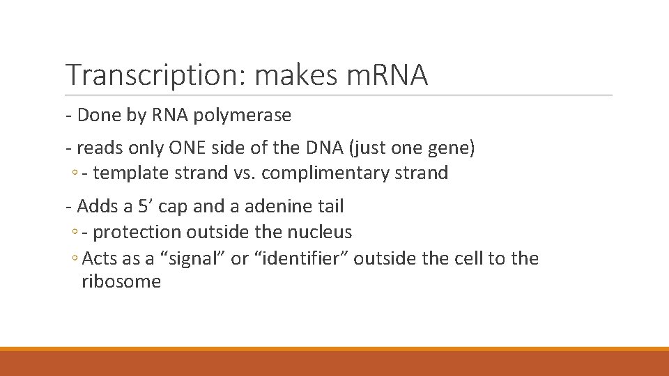 Transcription: makes m. RNA - Done by RNA polymerase - reads only ONE side