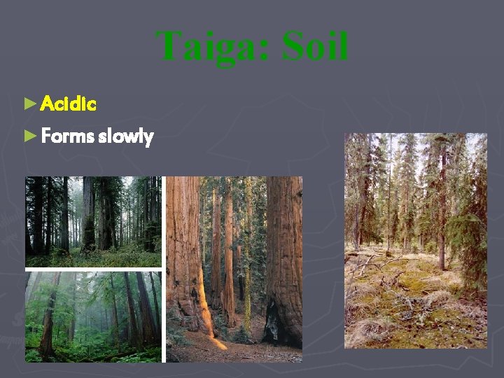 Taiga: Soil ► Acidic ► Forms slowly 