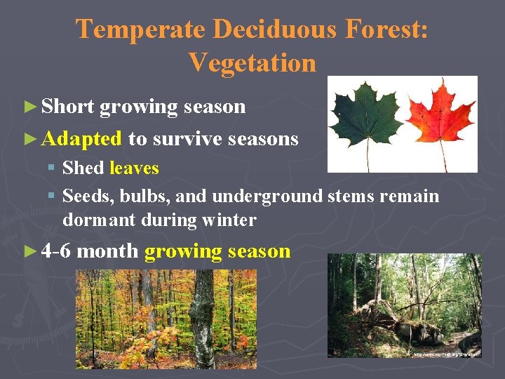 Temperate Deciduous Forest: Vegetation ► Short growing season ► Adapted to survive seasons §