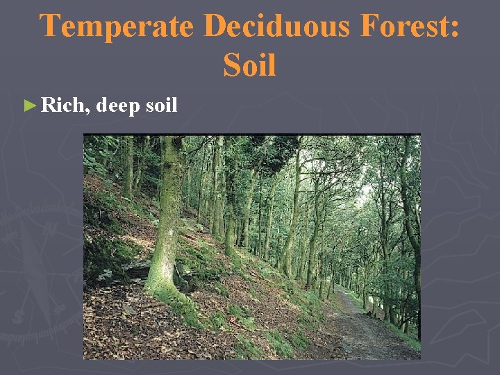 Temperate Deciduous Forest: Soil ► Rich, deep soil 