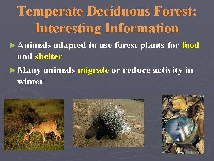 Temperate Deciduous Forest: Interesting Information ► Animals adapted to use forest plants for food