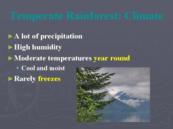 Temperate Rainforest: Climate ► A lot of precipitation ► High humidity ► Moderate temperatures
