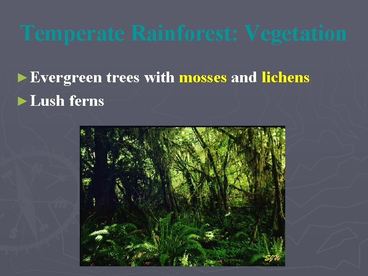 Temperate Rainforest: Vegetation ► Evergreen trees with mosses and lichens ► Lush ferns 