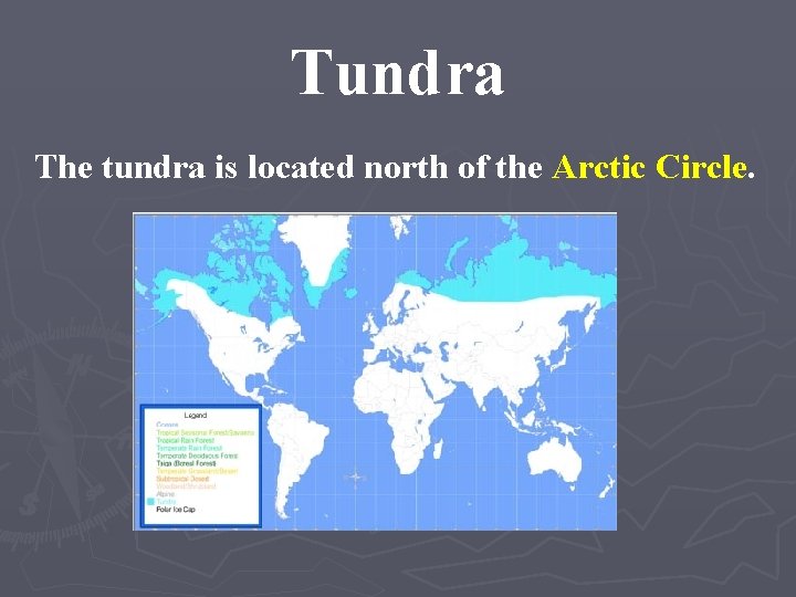 Tundra The tundra is located north of the Arctic Circle. 