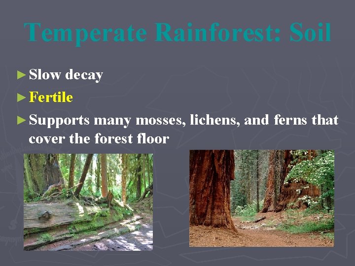 Temperate Rainforest: Soil ► Slow decay ► Fertile ► Supports many mosses, lichens, and