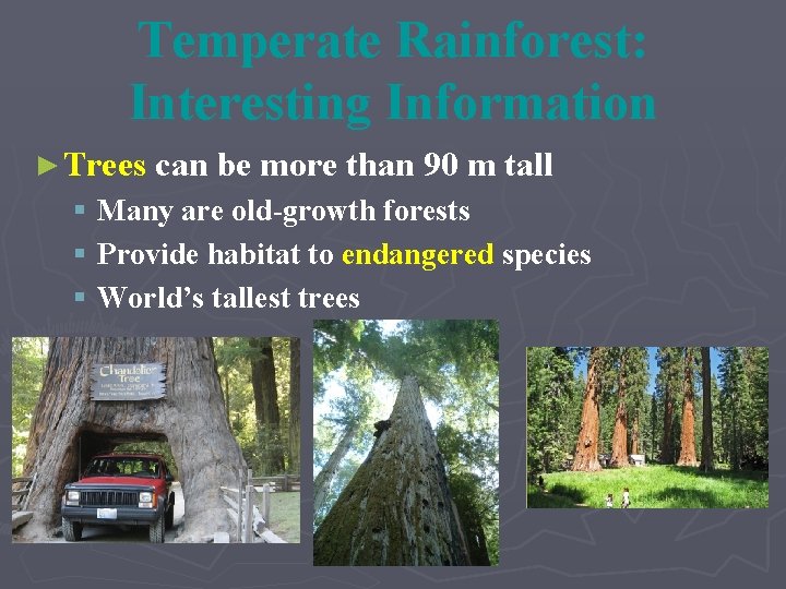 Temperate Rainforest: Interesting Information ► Trees can be more than 90 m tall §