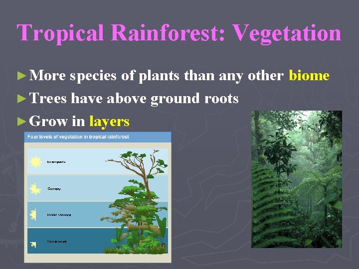 Tropical Rainforest: Vegetation ► More species of plants than any other biome ► Trees