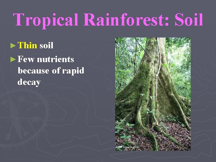 Tropical Rainforest: Soil ► Thin soil ► Few nutrients because of rapid decay 