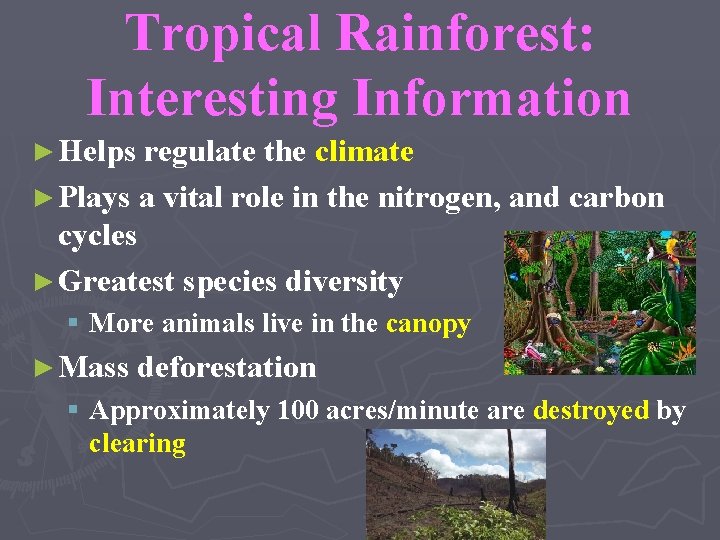 Tropical Rainforest: Interesting Information ► Helps regulate the climate ► Plays a vital role
