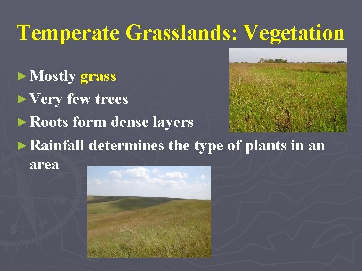 Temperate Grasslands: Vegetation ► Mostly grass ► Very few trees ► Roots form dense
