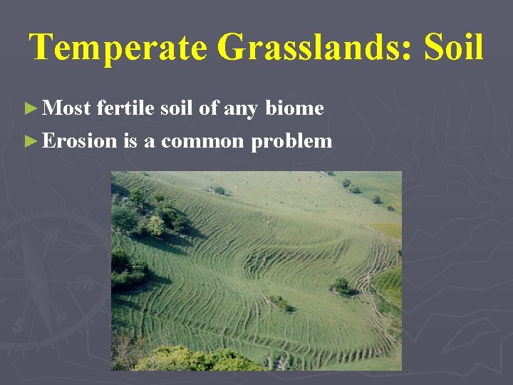 Temperate Grasslands: Soil ► Most fertile soil of any biome ► Erosion is a