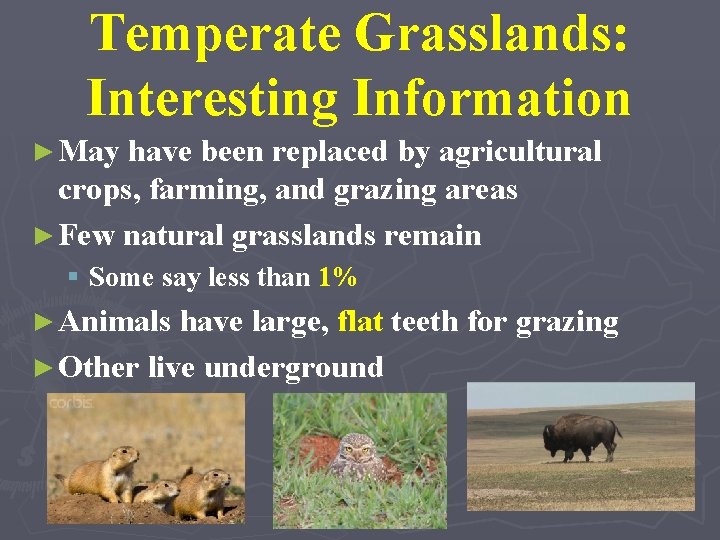 Temperate Grasslands: Interesting Information ► May have been replaced by agricultural crops, farming, and