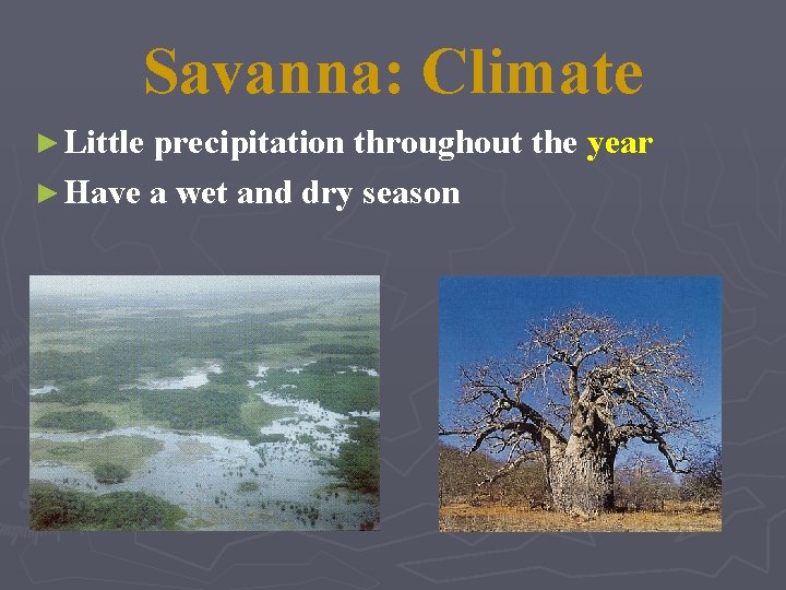 Savanna: Climate ► Little precipitation throughout the year ► Have a wet and dry