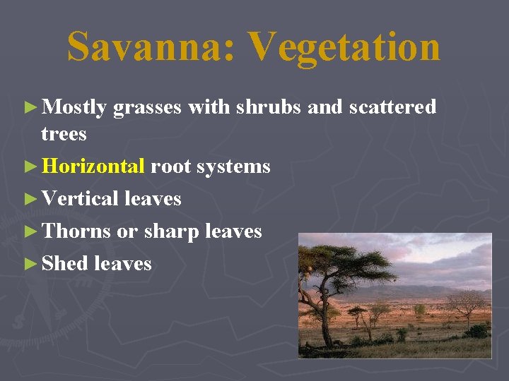 Savanna: Vegetation ► Mostly grasses with shrubs and scattered trees ► Horizontal root systems