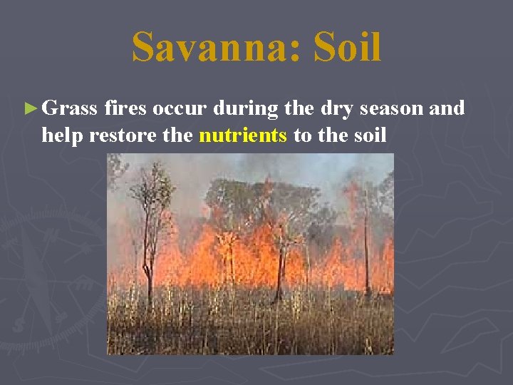 Savanna: Soil ► Grass fires occur during the dry season and help restore the