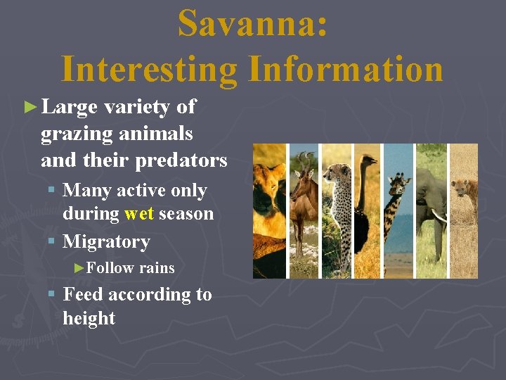 Savanna: Interesting Information ► Large variety of grazing animals and their predators § Many