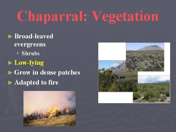 Chaparral: Vegetation ► Broad-leaved evergreens § Shrubs ► Low-lying ► Grow in dense patches