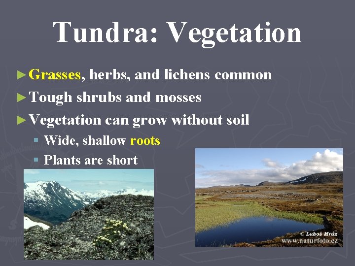 Tundra: Vegetation ► Grasses, herbs, and lichens common ► Tough shrubs and mosses ►