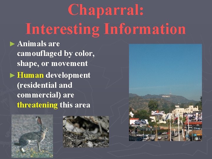 Chaparral: Interesting Information ► Animals are camouflaged by color, shape, or movement ► Human