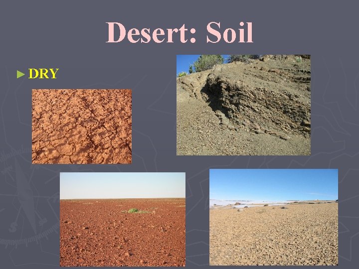 Desert: Soil ► DRY 