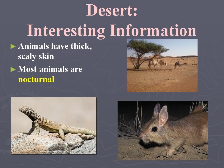 Desert: Interesting Information ► Animals have thick, scaly skin ► Most animals are nocturnal