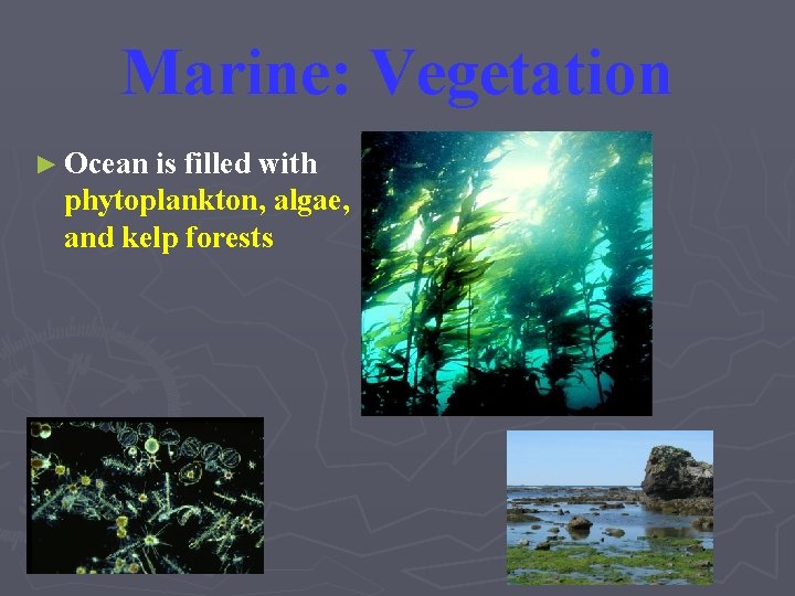 Marine: Vegetation ► Ocean is filled with phytoplankton, algae, and kelp forests 