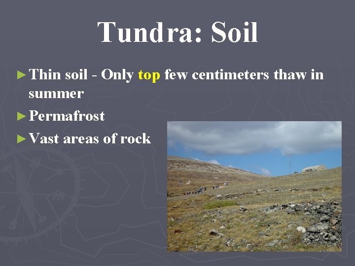Tundra: Soil ► Thin soil - Only top few centimeters thaw in summer ►