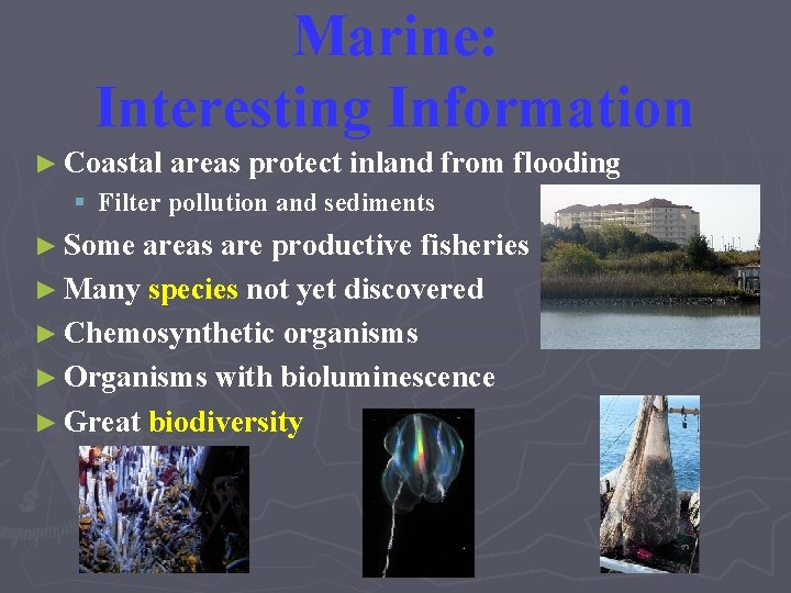 Marine: Interesting Information ► Coastal areas protect inland from flooding § Filter pollution and