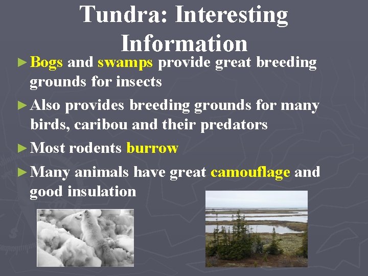 Tundra: Interesting Information ► Bogs and swamps provide great breeding grounds for insects ►