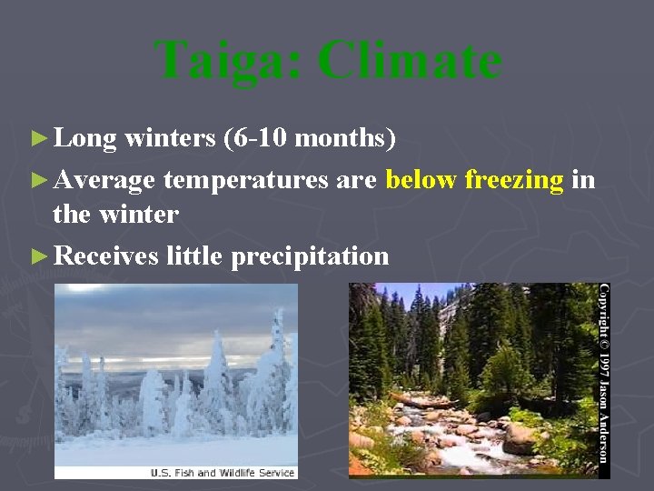 Taiga: Climate ► Long winters (6 -10 months) ► Average temperatures are below freezing