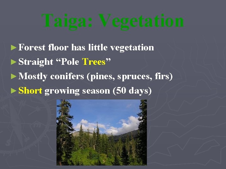 Taiga: Vegetation ► Forest floor has little vegetation ► Straight “Pole Trees” ► Mostly