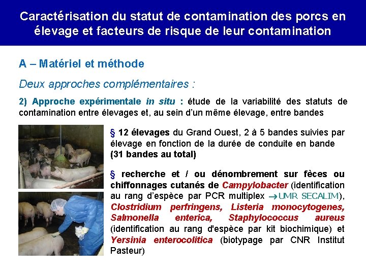 Caractérisation du statut de contamination des porcs en élevage et facteurs de risque de