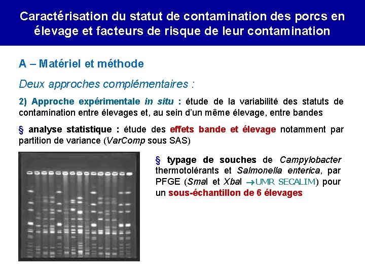 Caractérisation du statut de contamination des porcs en élevage et facteurs de risque de