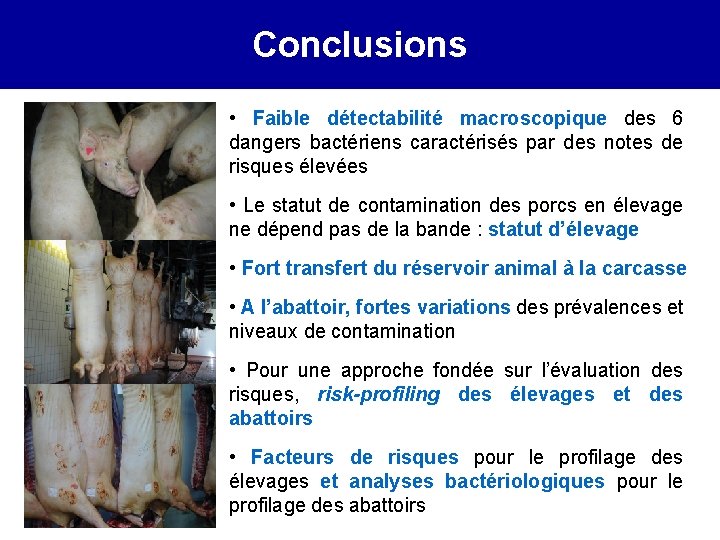 Correlation between on-farm porcs infection and Conclusions the status of contamination of their carcasses