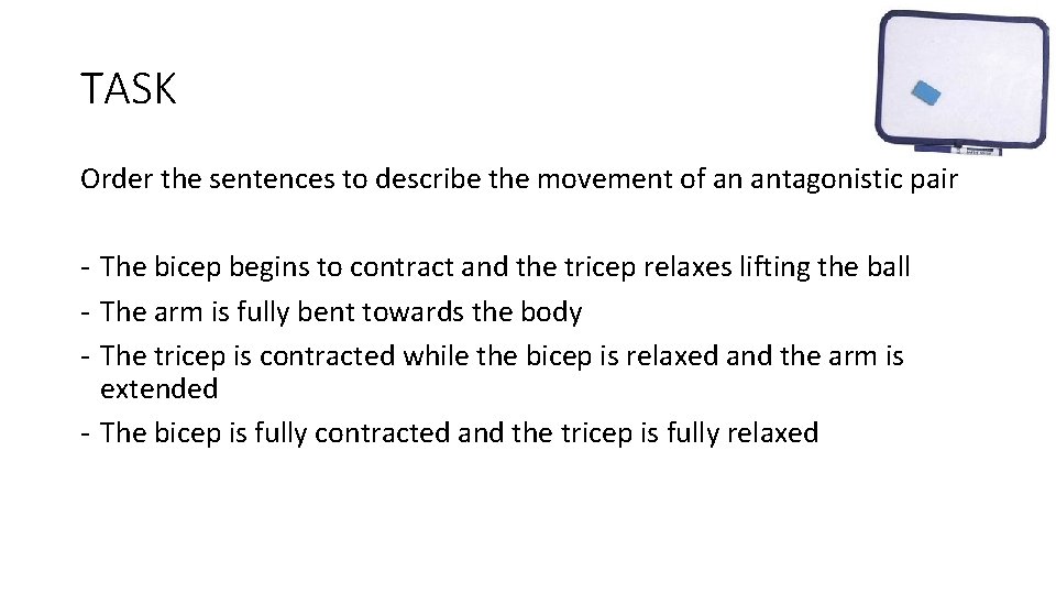 TASK Order the sentences to describe the movement of an antagonistic pair - The