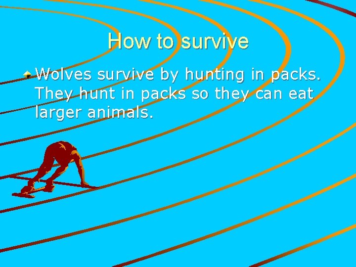 How to survive Wolves survive by hunting in packs. They hunt in packs so