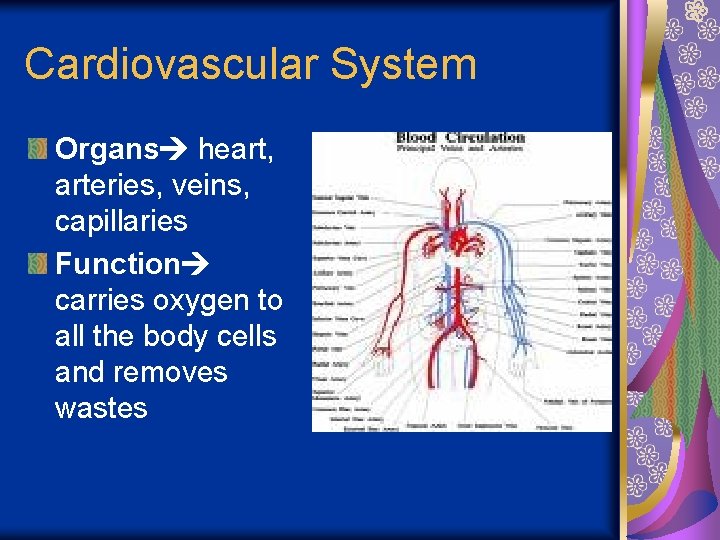 Cardiovascular System Organs heart, arteries, veins, capillaries Function carries oxygen to all the body