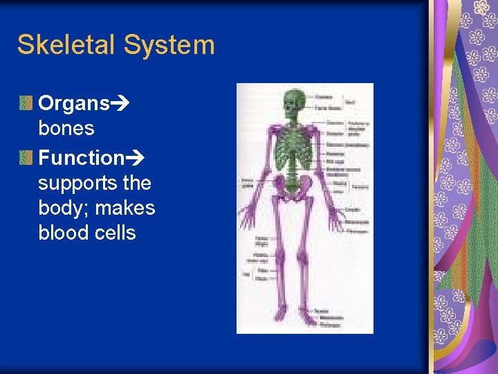 Skeletal System Organs bones Function supports the body; makes blood cells 