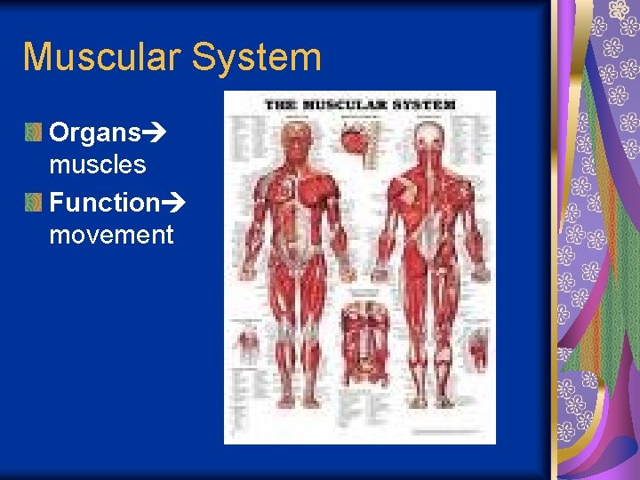 Muscular System Organs muscles Function movement 
