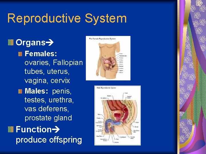 Reproductive System Organs Females: ovaries, Fallopian tubes, uterus, vagina, cervix Males: penis, testes, urethra,