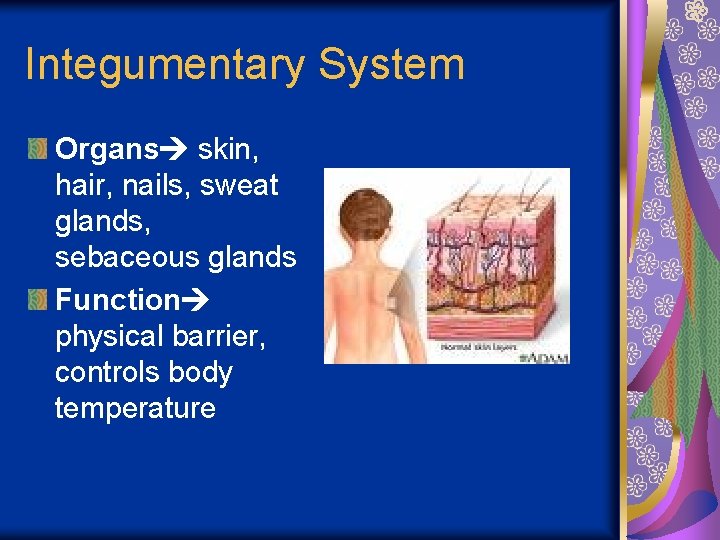 Integumentary System Organs skin, hair, nails, sweat glands, sebaceous glands Function physical barrier, controls