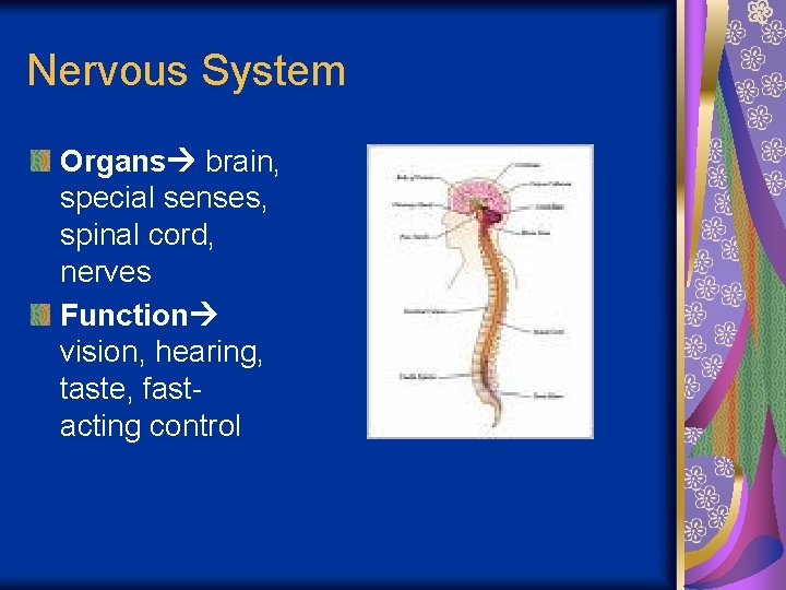 Nervous System Organs brain, special senses, spinal cord, nerves Function vision, hearing, taste, fastacting
