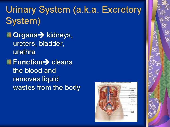 Urinary System (a. k. a. Excretory System) Organs kidneys, ureters, bladder, urethra Function cleans