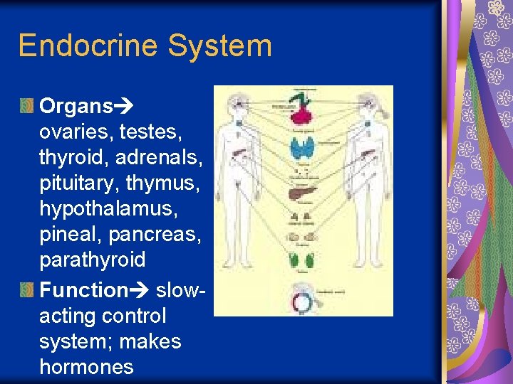 Endocrine System Organs ovaries, testes, thyroid, adrenals, pituitary, thymus, hypothalamus, pineal, pancreas, parathyroid Function