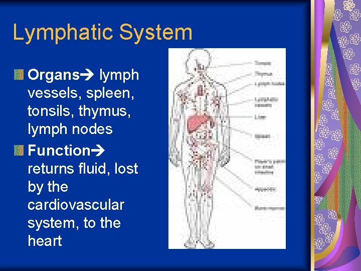 Lymphatic System Organs lymph vessels, spleen, tonsils, thymus, lymph nodes Function returns fluid, lost