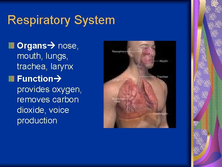 Respiratory System Organs nose, mouth, lungs, trachea, larynx Function provides oxygen, removes carbon dioxide,
