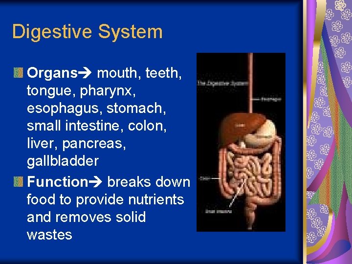 Digestive System Organs mouth, teeth, tongue, pharynx, esophagus, stomach, small intestine, colon, liver, pancreas,